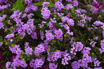 Obraz premium A variety of colorful flowers in full bloom at a park in Japan