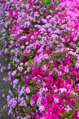 A variety of colorful flowers in full bloom at a park in Japan