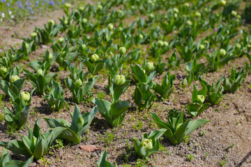 Field of tulips under natural sunlight.