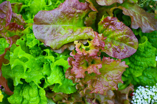Fresh green and red leaf lettuce - Powered by Adobe
