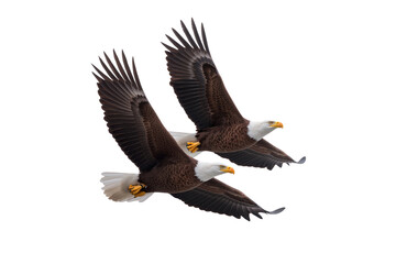 Obraz premium Two majestic bald eagles in flight, wings spread, isolated on white background