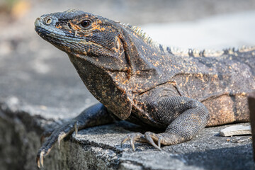 Black Spiny-tailed Iguana (Ctenosaura similis) in Costa Rica – Wildlife Photography