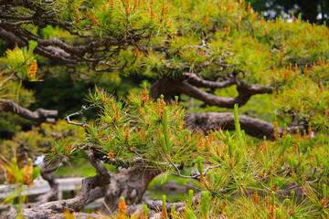 Pine tree branches with young cones, in a public park in Japan.