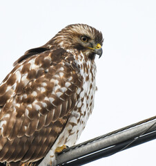 Close up of a red-tailed hawk