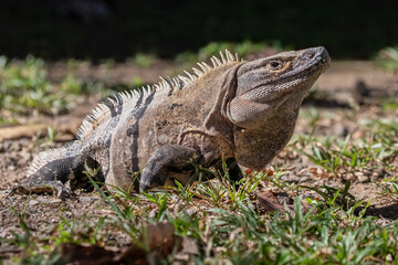 Black Spiny-tailed Iguana (Ctenosaura similis) in Costa Rica – Wildlife Photography
