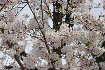 Beautiful cherry blossoms in Japanese park