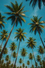 Obraz premium Palm Trees Against a Bright Blue Sky