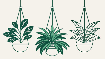 Three potted plants with varied leaf patterns hang indoors in a minimalist outline