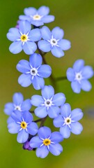 Close-up of forget-me-nots