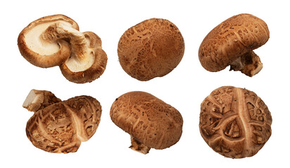 Shiitake mushrooms isolated on white background 