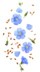 Delicate blue flax flowers and brown seeds scattered on white