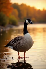 Obraz premium Majestic Canada Goose Standing in Shallow Water at Sunrise