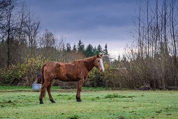 2024-11-27 A LONE BROWN COLORED HORSE STANDING IN A GREEN FIELD WITH A CLOUDY SKY IN STANWOOD WASHINGTON