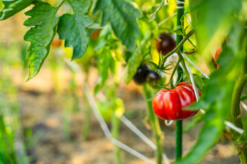 Red tomatoes growing in a vegetable garden close-up