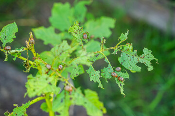 A lot of Colorado potato beetles eating potato leaves in the garden, close-up