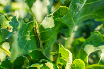 Pieris brassicae caterpillars eating Brussels sprout leaves, close-up. Vegetable pests in the garden