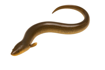 Obraz premium freshwater eel isolated on transparent background.