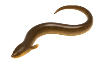 freshwater eel isolated on transparent background.