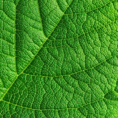 Obraz premium Green Leaf Detail