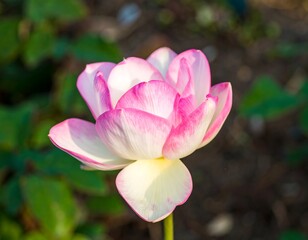 Fototapeta premium A partially opened pink and white lotus flower in soft sunlight