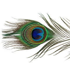 Peacock feather isolated on transparent background