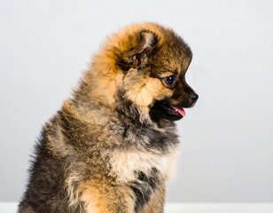 Fluffy Pomeranian puppy profile