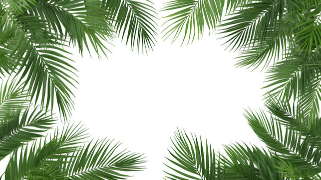 Copy space with Palm leaves border on transparent backgrounds realistic 3d rendering png.