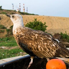 Seagull on a dock, industrial background