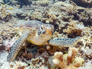 素晴らしいサンゴ礁をゆったり泳ぐ大きく美しいアオウミガメ（ウミガメ科）
英名学名：Green Turtle, Green Sea Turtle (Chelonia mydas)
沖縄県島尻郡慶良間諸島座間味島阿嘉島-2025/6/27
