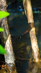 Shallow water with branches and spiderwebs
