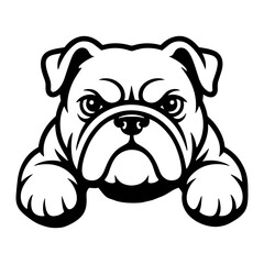 English Bulldog Peeking