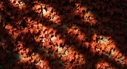 Close - up of Autumn Red Leaves