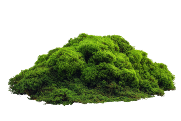 Lush, vibrant green moss mound, isolated