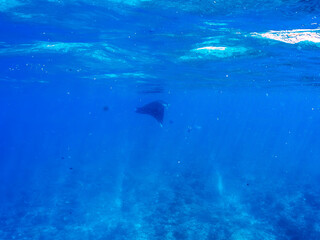 4m以上ある巨大なナンヨウマンタ（トビエイ科）。
英名学名：Alfred manta, Mobula alfredi (family of stingrays) 
沖縄県島尻郡慶良間諸島座間味島-2025/6/27

