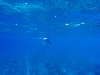 4m以上ある巨大なナンヨウマンタ（トビエイ科）。
英名学名：Alfred manta, Mobula alfredi (family of stingrays) 
沖縄県島尻郡慶良間諸島座間味島-2025/6/27
