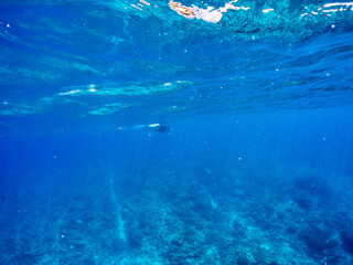4m以上ある巨大なナンヨウマンタ（トビエイ科）。
英名学名：Alfred manta, Mobula alfredi (family of stingrays) 
沖縄県島尻郡慶良間諸島座間味島-2025/6/27
