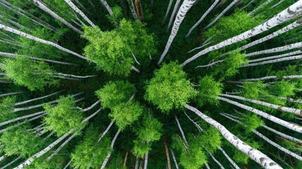 Fototapeta premium Bird's-eye view of a dense birch forest