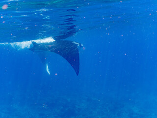 4m以上ある巨大なナンヨウマンタ（トビエイ科）。
英名学名：Alfred manta, Mobula alfredi (family of stingrays) 
沖縄県島尻郡慶良間諸島座間味島-2025/6/27
