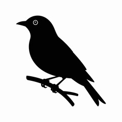 Obraz premium bird on a branch