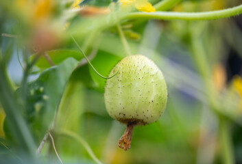 Close up of Lemon Cucumbers Growing in Garden
