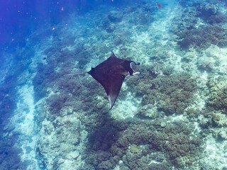 4m以上ある巨大なナンヨウマンタ（トビエイ科）。
英名学名：Alfred manta, Mobula alfredi (family of stingrays) 
沖縄県島尻郡慶良間諸島座間味島-2025/6/27
