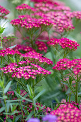Close up of Yarrow Plant Flowers in Shades of Pink