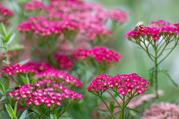 Close up of Yarrow Plant Flowers in Shades of Pink