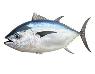 Fototapeta premium Fresh Tuna Fish with Open Mouth, Side Perspective, Isolated on Transparent Background