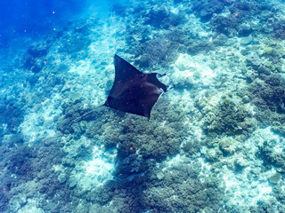 Fototapeta premium 4m以上ある巨大なナンヨウマンタ（トビエイ科）。 英名学名：Alfred manta, Mobula alfredi (family of stingrays) 沖縄県島尻郡慶良間諸島座間味島-2025/6/27 