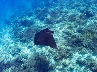 4m以上ある巨大なナンヨウマンタ（トビエイ科）。
英名学名：Alfred manta, Mobula alfredi (family of stingrays) 
沖縄県島尻郡慶良間諸島座間味島-2025/6/27
