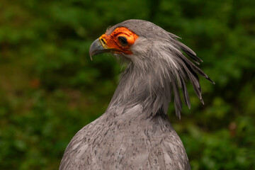 Close-up macro of Secretary Bird Sagittarius serpentarius with orange face and sharp beak, detailed portrait in natural habitat with green background, wildlife photography of African raptor