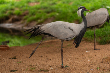 Demoiselle Crane Anthropoides virgo standing on sandy ground with one leg lifted, side profile view showing gray plumage, black neck feathers, and white head tufts in natural outdoor environment