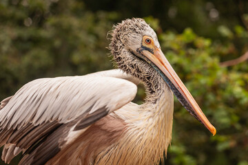 Dalmatian Pelican Pelecanus crispus close up portrait with detailed feathers and long orange bill natural daylight wildlife bird macro photography with shallow depth of field background