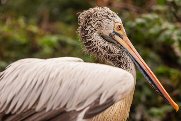 Dalmatian Pelican Pelecanus crispus close up portrait of exotic waterbird with orange eye long bill and detailed feathers wildlife macro photo with shallow depth of field natural background outdoors